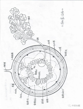 科创月之形态学绘图大赛-天津中医药大学基础医学实验教学中心
